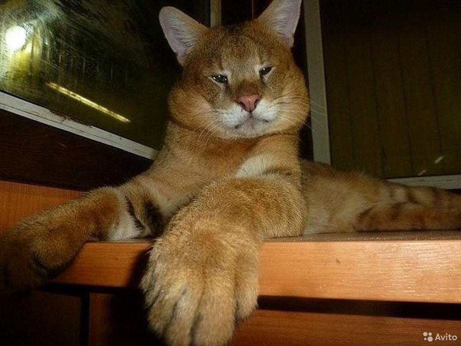 Рождение котенка Мейн