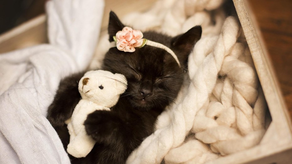 Умильные котики