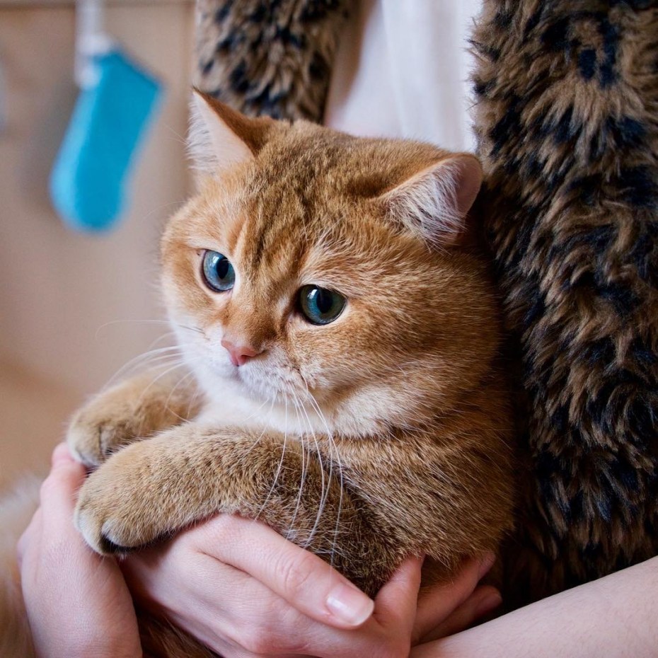 Хосико Кэт