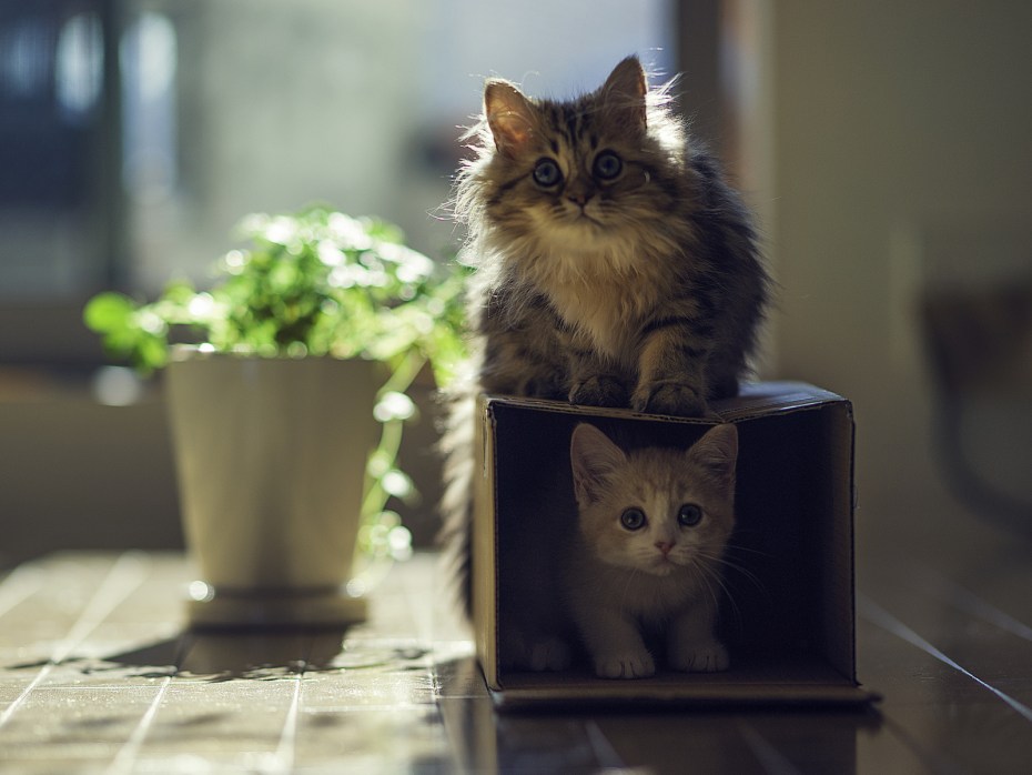 Дом для котят