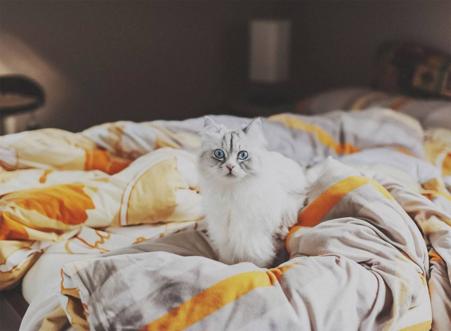 Котик в постели