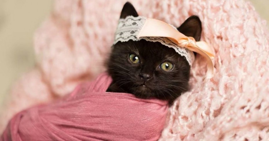 Самые милые котики в мире
