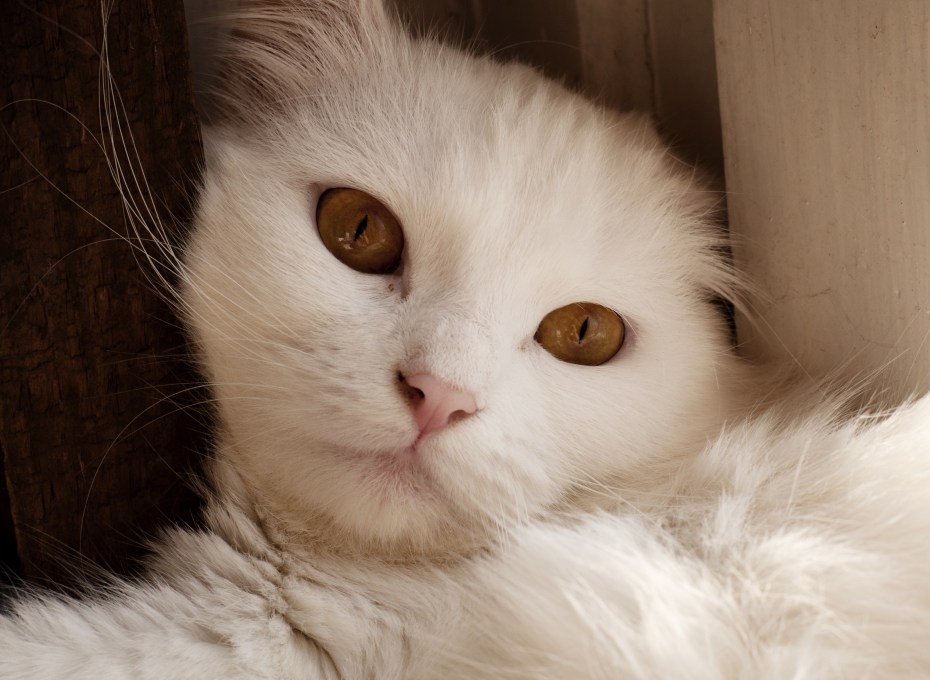 Котенок спит стоя