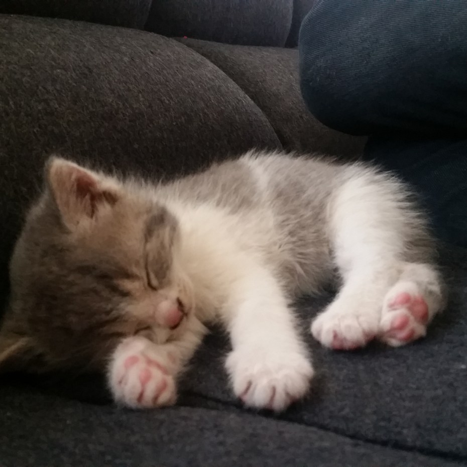 Мимишные котики