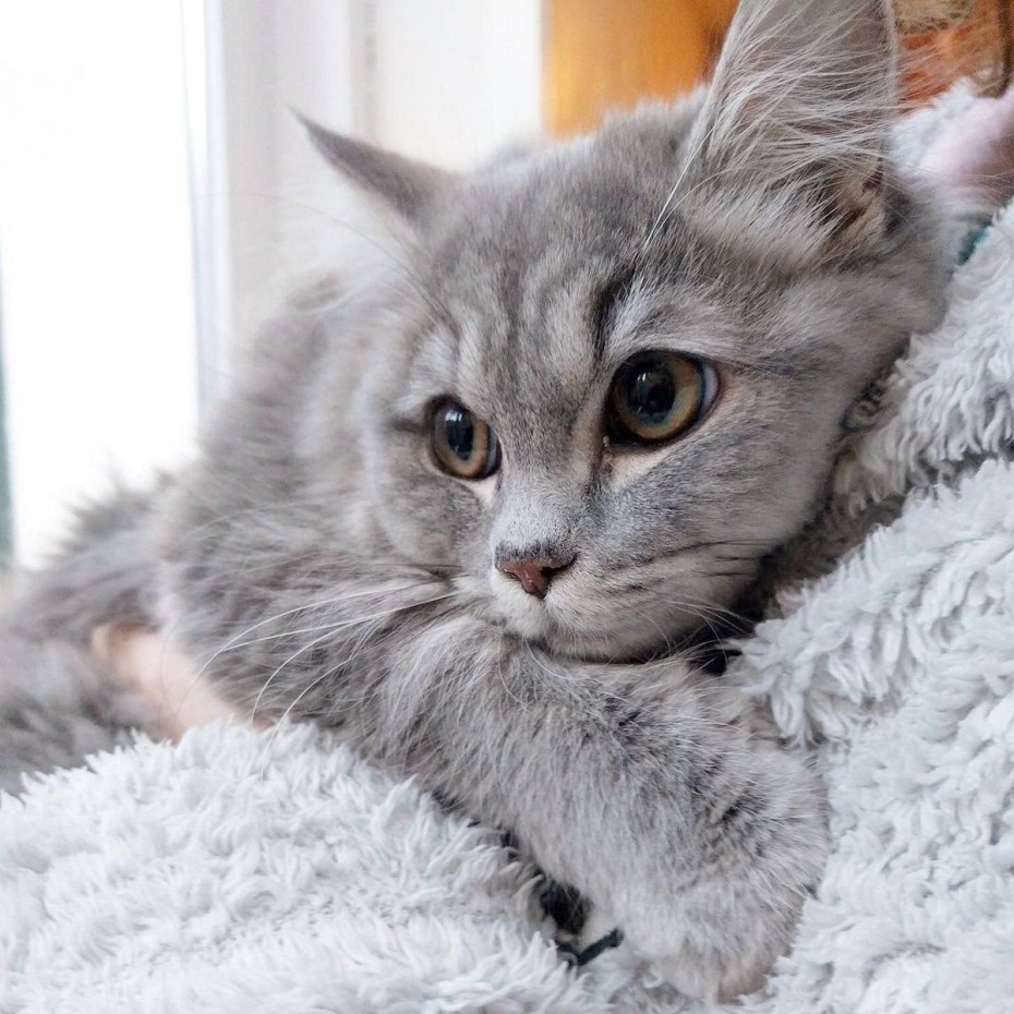 Кошка серая