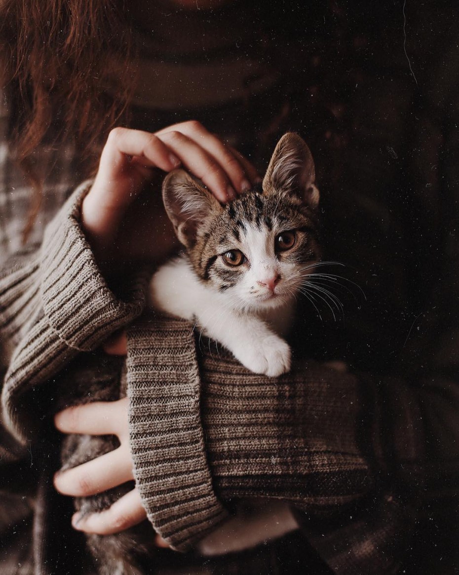 Котики ру