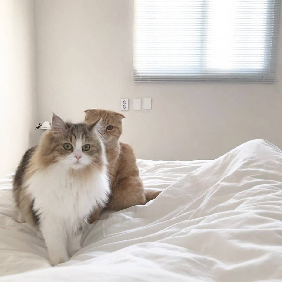 Эстетика котят
