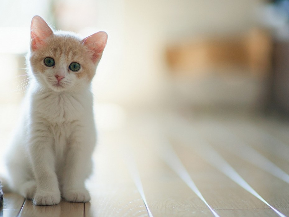 Милая кошка