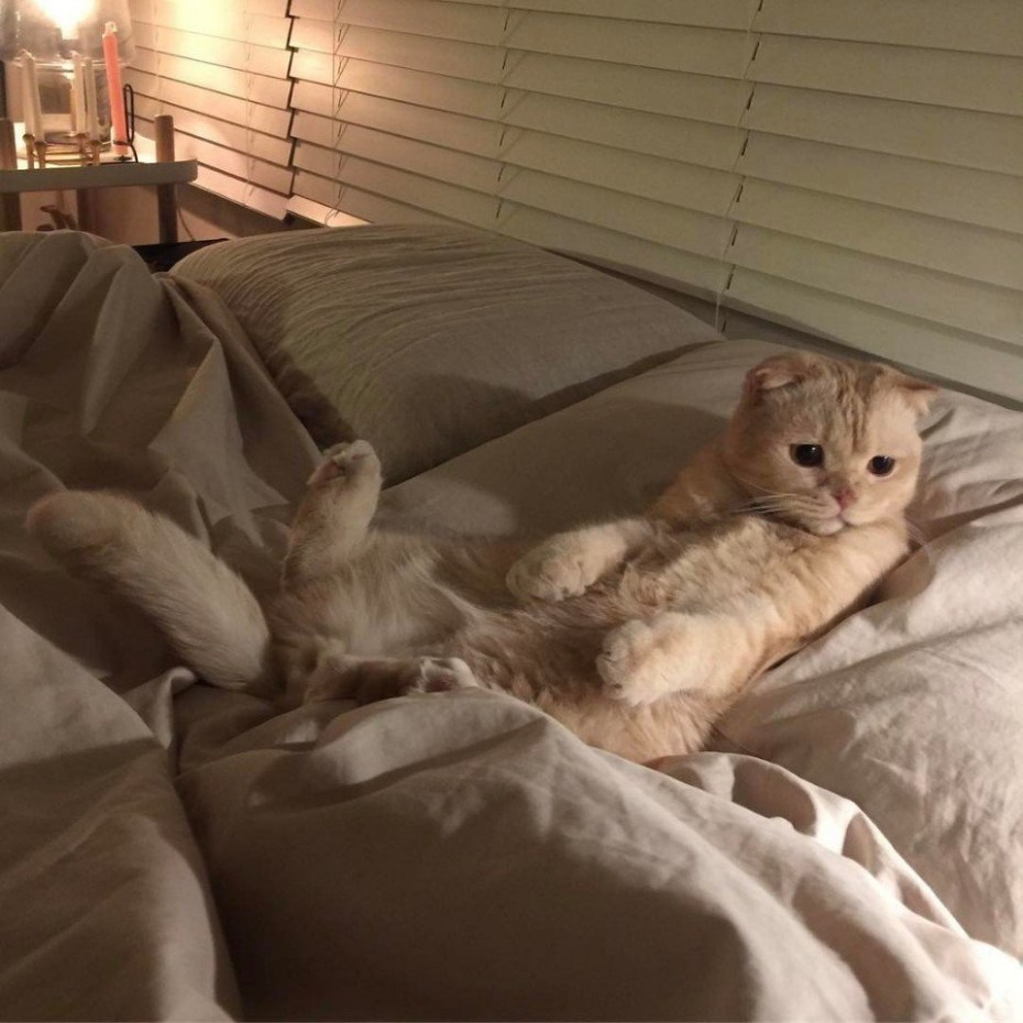 Милые котики на кровати
