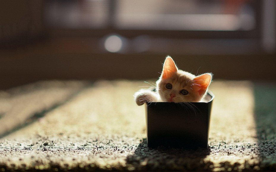 Няшки котята картинки