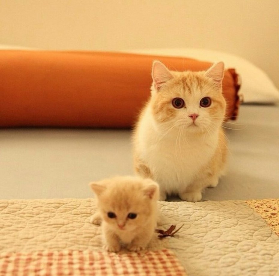 Кошка Манчкин котята
