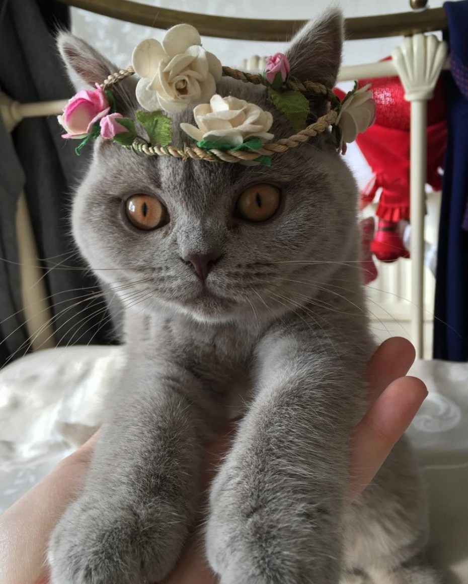 Домашняя кошка милая