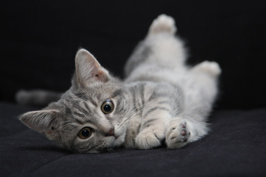 Милые котики