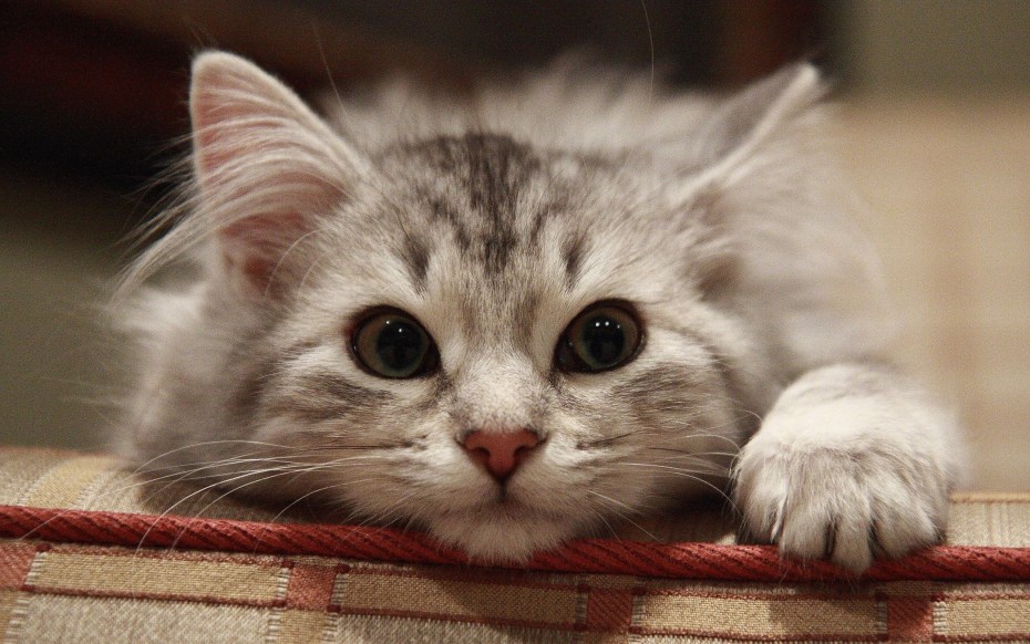 Милые коты