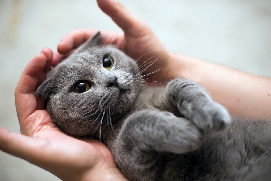 Милые серые котята