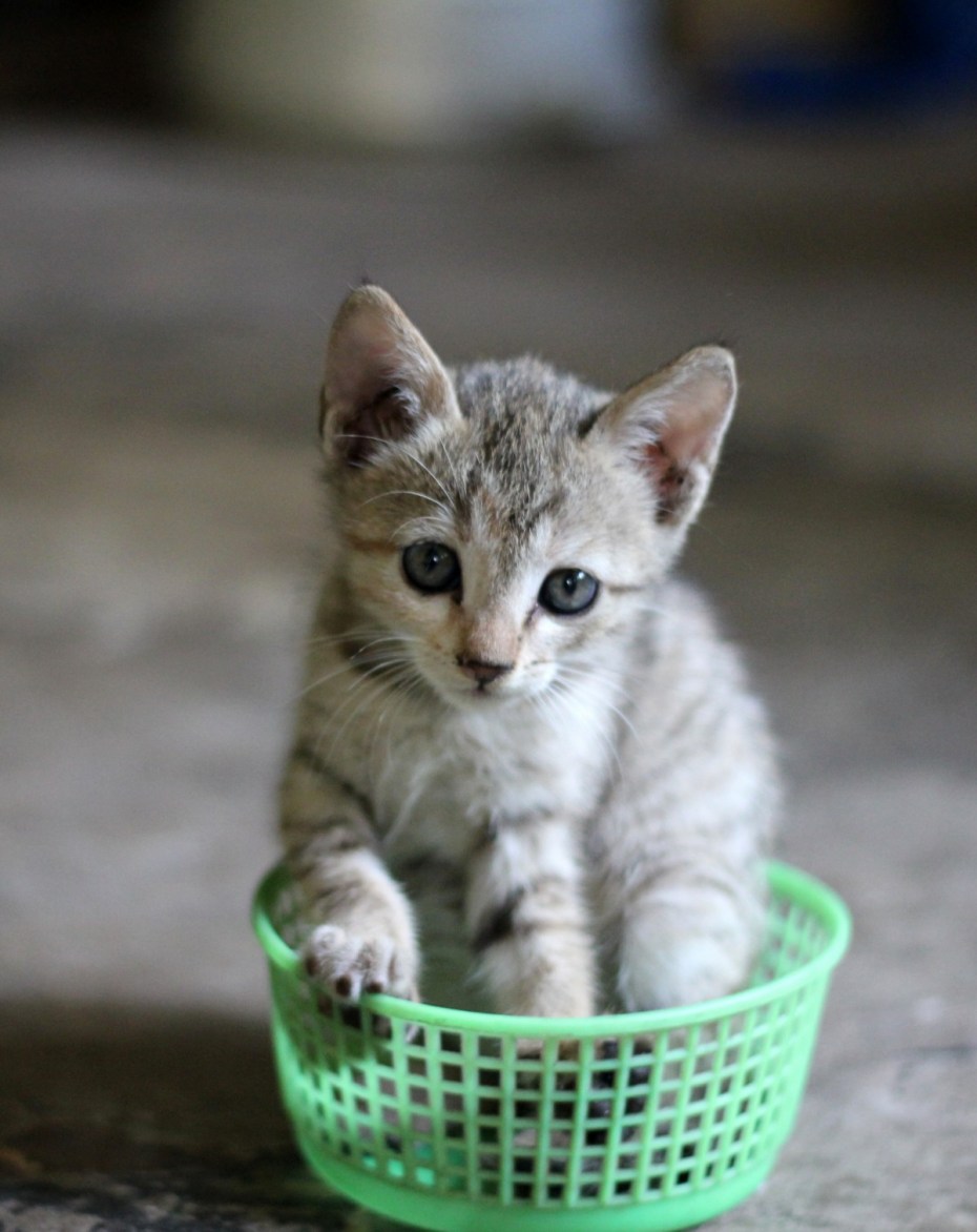 Домашние котята