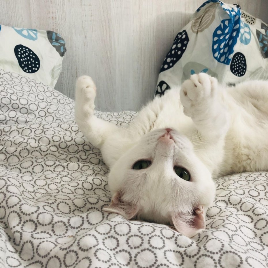 Котята европейской короткошерстной