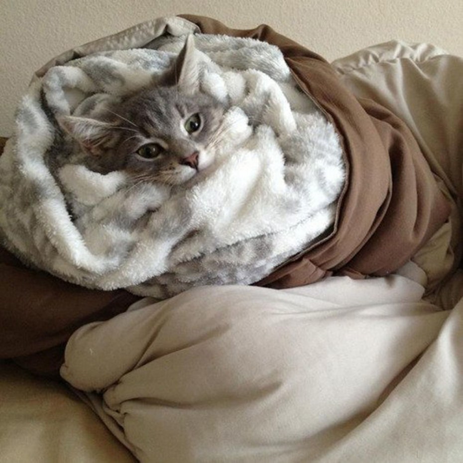 Котенок закутанный в одеяло
