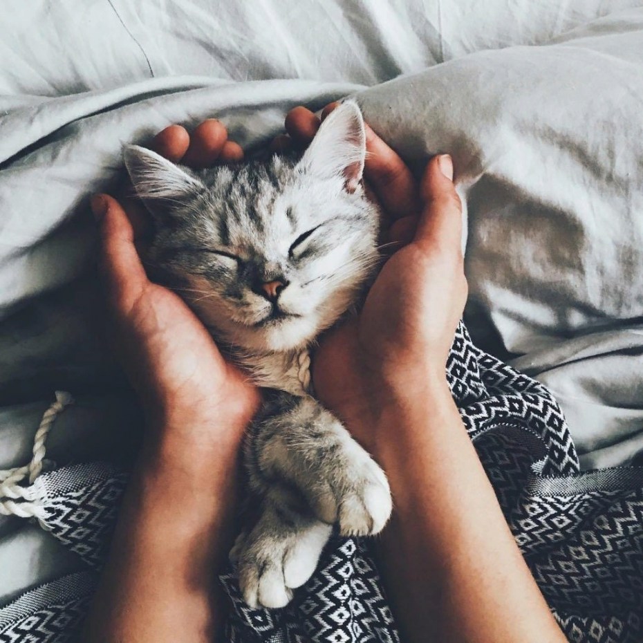 Супер милые котята