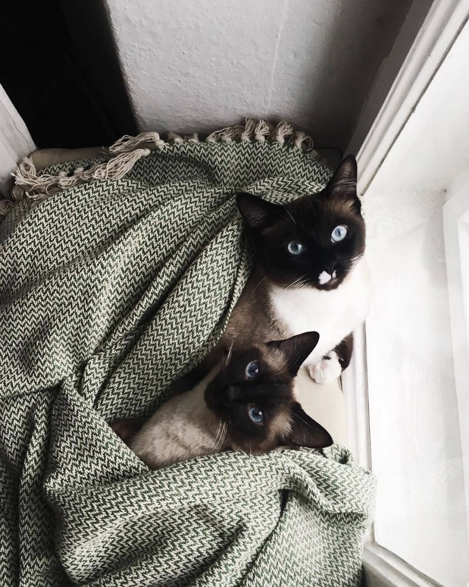 Самые милые домашние котики мира