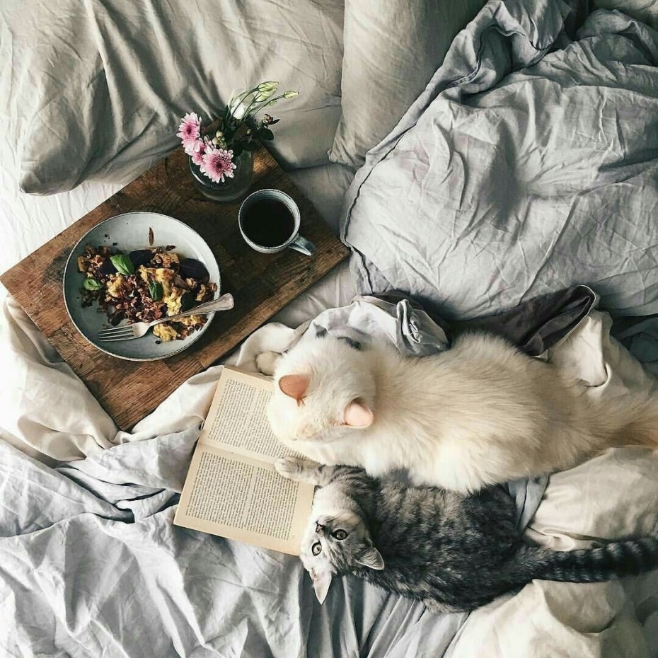 Коты уют