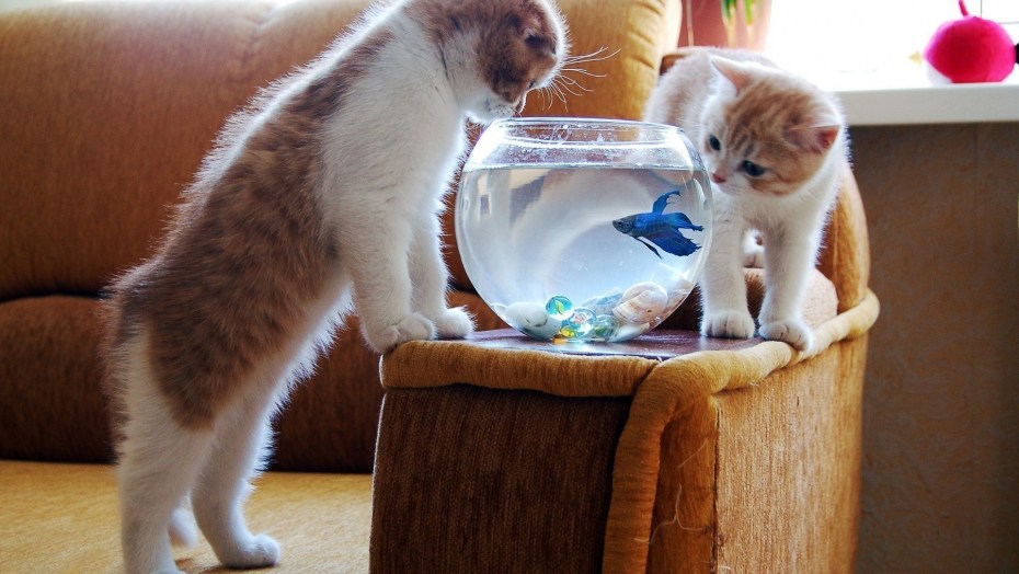 Любопытный котенок