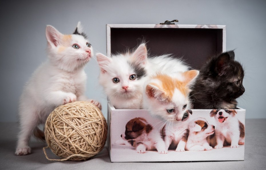 Маленький котенок в коробке