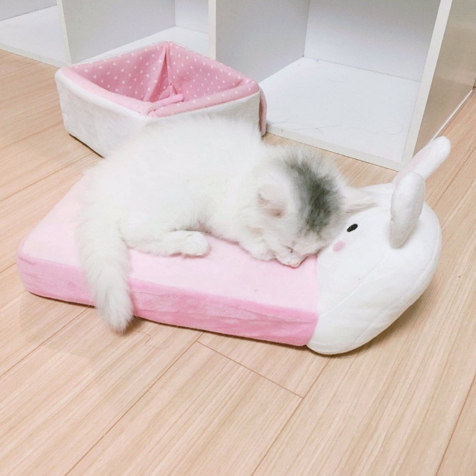 Кошка на розовом диване