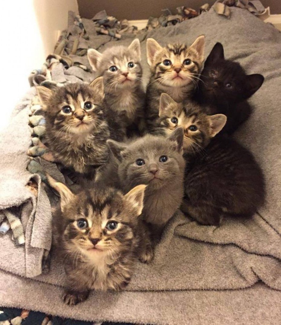 Кровать для кота