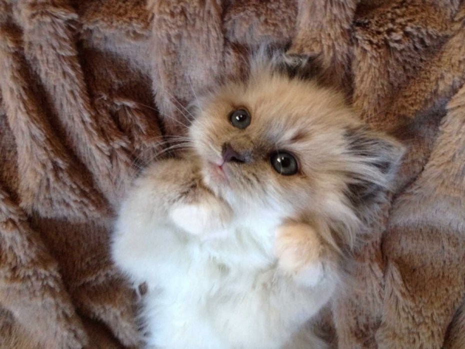 Самые пушистые маленькие котята мира