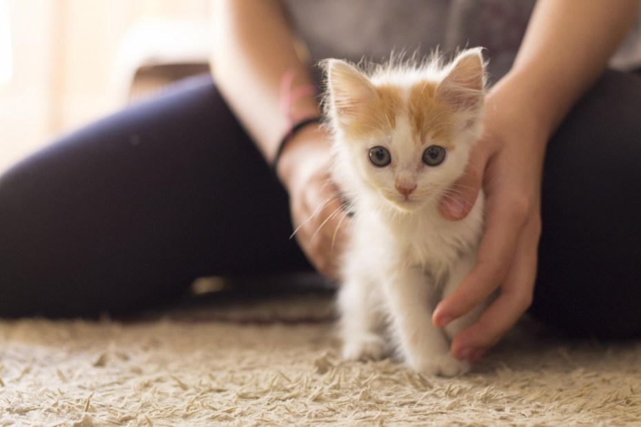 Домашний питомец котенок