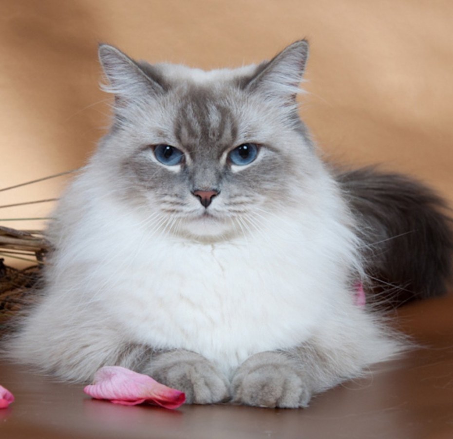 Коты породы Невская маскарадная