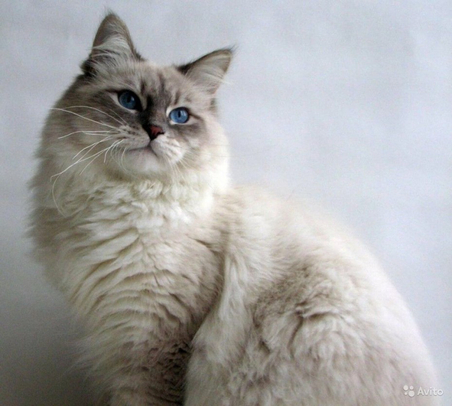 Невская маскарадная кошка