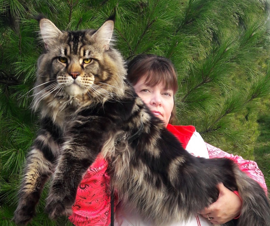 Кот Мейн кун 2 года