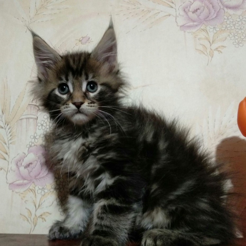 Кот Мейн кун с человеком