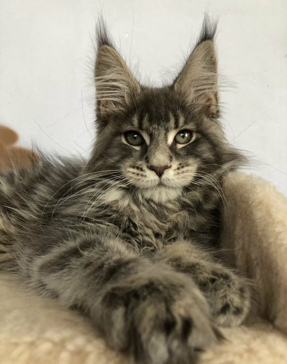 Мейн кун коты взрослые