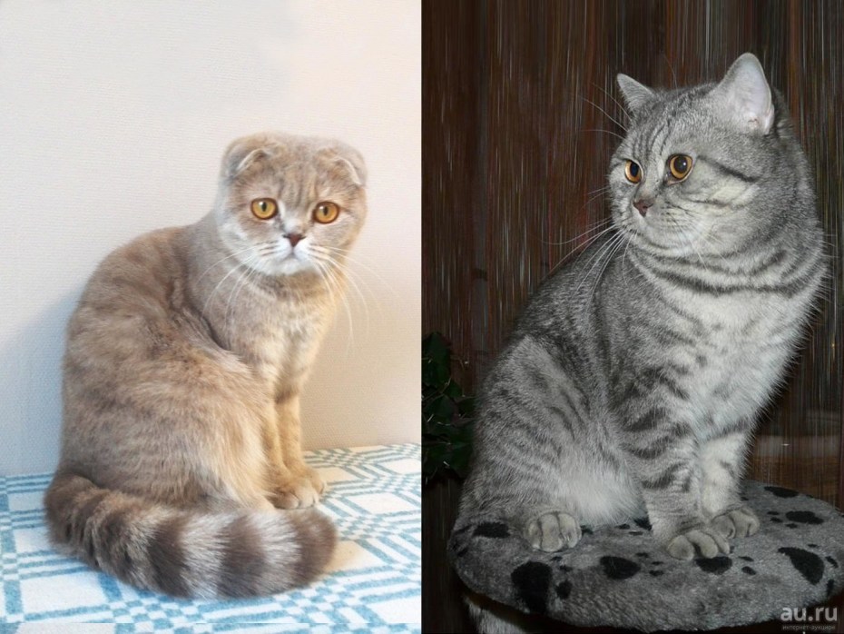 Британцы и шотландцы