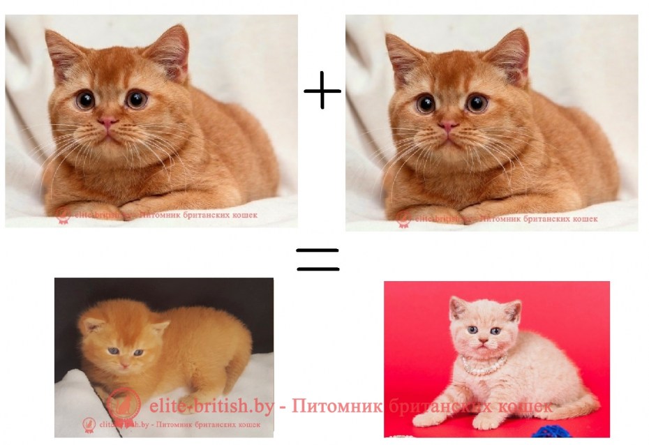 Кошка Боня британка