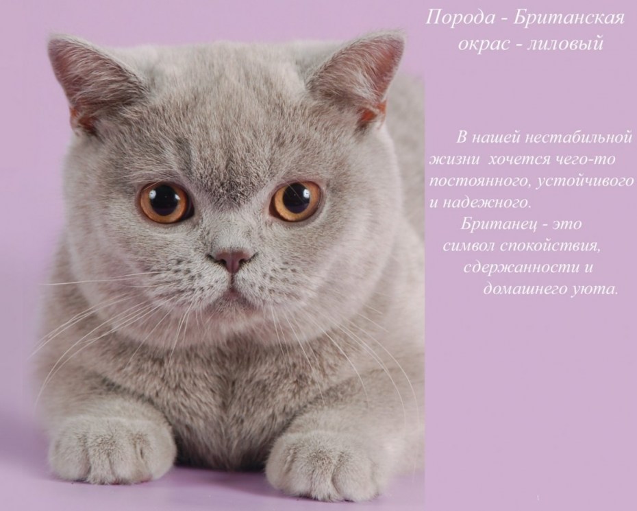 Котята от шотландской кошки