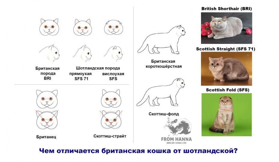 Шотландская вислоухая кошка отличия