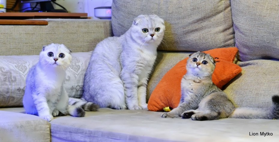 Британская голубая кошка котята