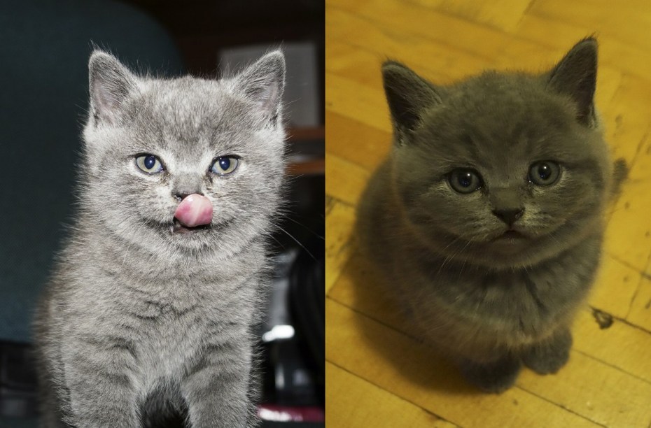 Вислоухие котята шотландцы смесь разношерстная