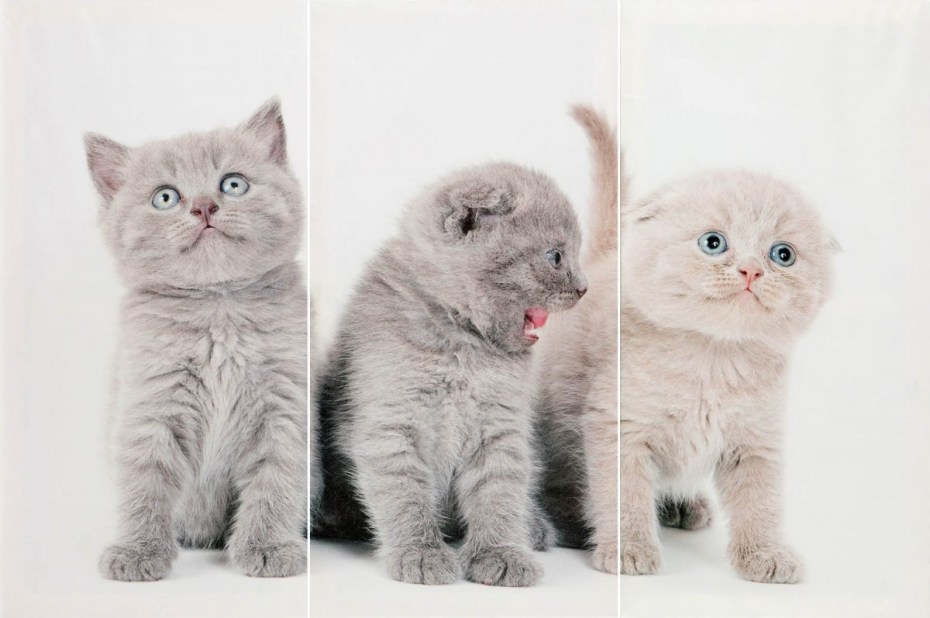 Шотландский кот прямоухий