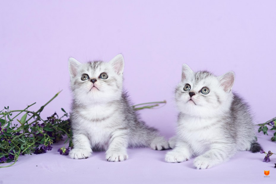 Family of Golden Kittens питомник британских кошек