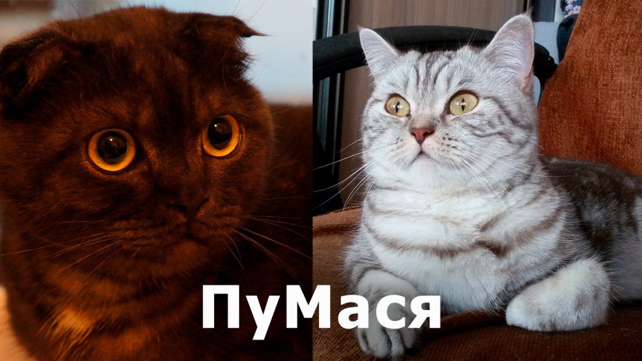Шотландские котята