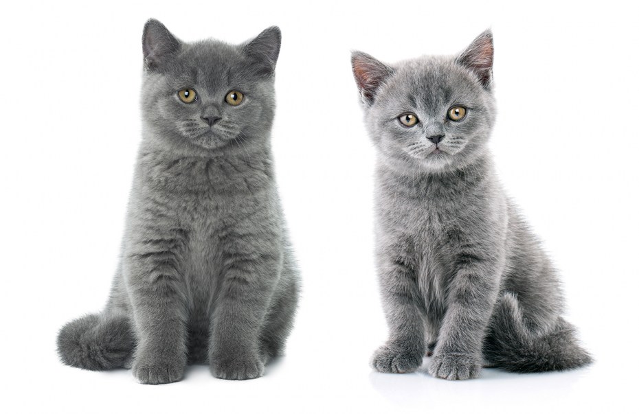 Британский и шотландский кот