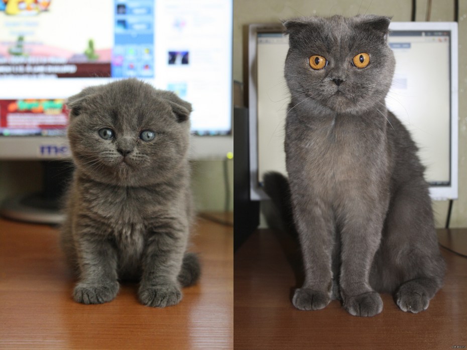 Британская кошка обычная