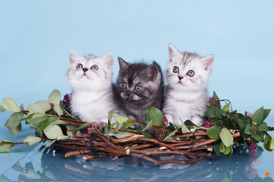Кошки шотландцы Близнецы