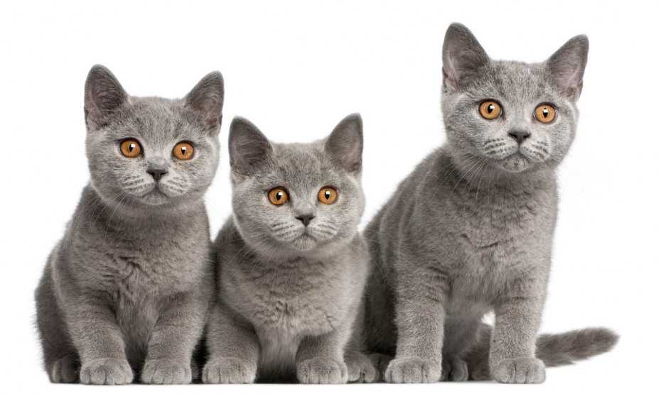 Британский кот