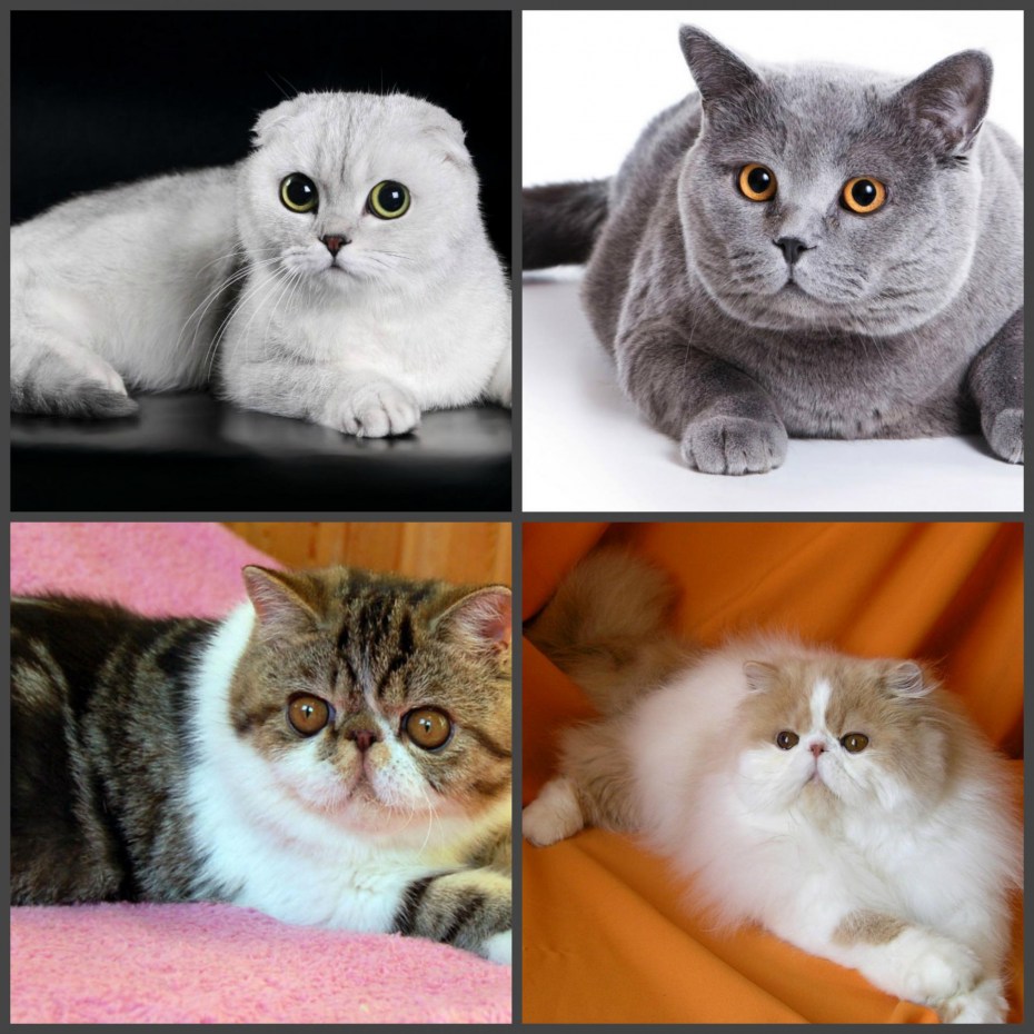 Британские и Шотландские кошки